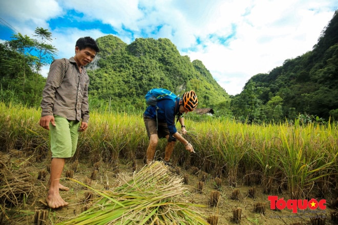 Khách du lịch nước ngoài hào hứng cắt lúa cùng nông dân Việt Nam. Ảnh minh họa: Nam Nguyễn