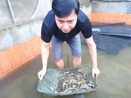 Ngay vụ chạch đầu tiên nuôi thành công, anh Đào Văn Thắng đã lãi 150 triệu đồng.