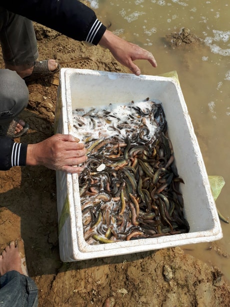 Chạch Quế anh Đào Văn Thắng nuôi ở ruộng có chất lượng thơm ngon, màu sắc bắt mắt, nuôi đến đâu bán hết đến đó.