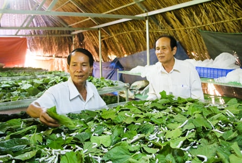 Ông Trần Văn Đức (bìa trái) giới thiệu mô hình nuôi tằm của mình tại thôn 1, xã Suối Rao, huyện Châu Đức. 