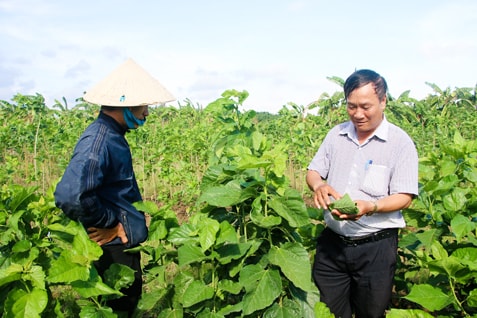 Ông Phạm Văn Hinh, Chủ tịch Hội Nông dân xã Suối Rao tham quan mô hình trồng dâu của gia đình bà Lê Thị Biển (thôn 1, xã Suối Rao, huyện Châu Đức).