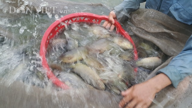 Trung bình mỗi năm, trang trại của anh Đạo xuất bán ra thị trường hơn 80 tấn cá rô.