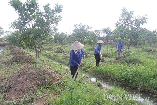 Từ mô hình đã tạo điều kiện cho 8 lao động có việc làm thường xuyên và thu nhập ổn định từ 5 đến 6 triệu đồng/tháng.