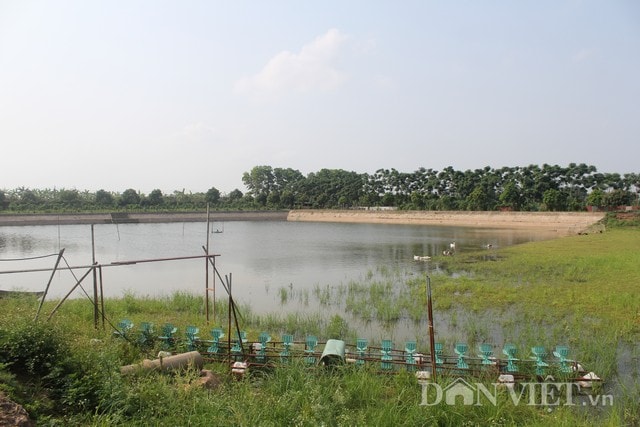 2 ha ao thả 5 vạn cá với hàng chục loại như: rô, chép, trắm, trôi, mè…