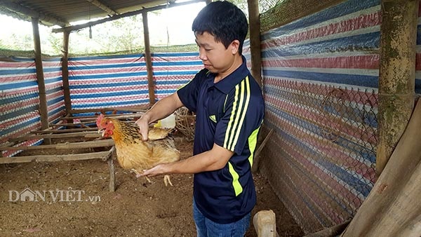 Gà 6 ngón nhà anh được chăn thả tự nhiên nên thịt chắc và ngon hơn gà nuôi nhốt.