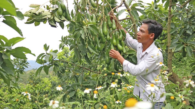 Anh Lê Sỹ Huế bên cây bơ trĩu quả; Ảnh Lâm Viên