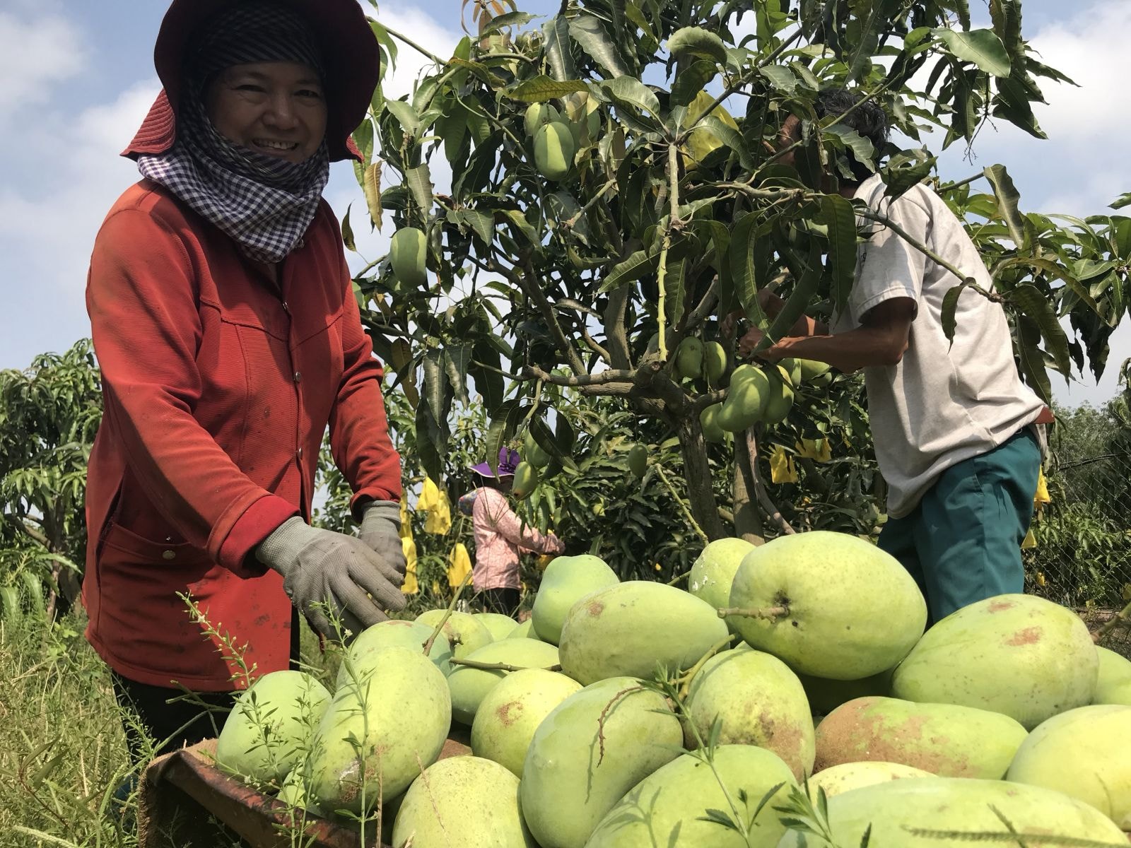 Hộ thành viên Hợp tác xã trồng xoài Tứ quý Thạnh Bắc thu hoạch xoài.