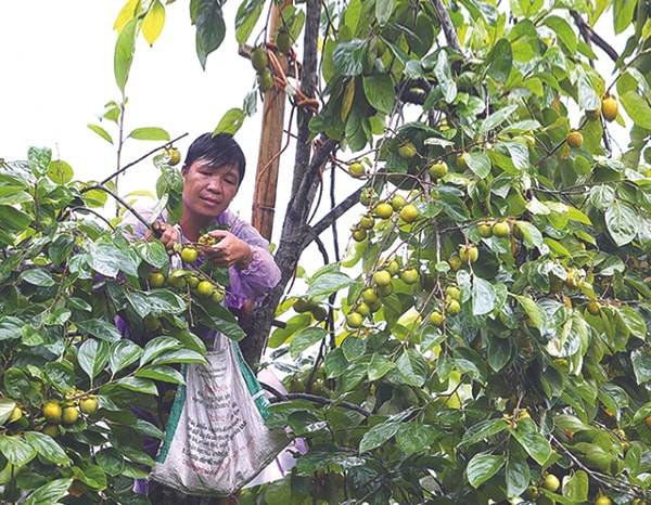 p/Diện tích trồng Hồng Vành Khuyên Văn Lãng đã lên tới 660ha, đem về cho người dân huyện thu nhập trên 60 tỷ đồng/năm.