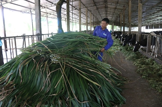Những bó cỏ tươi non được trồng tại vườn nhà anh Nội là nguồn thức ăn có dinh dưỡng tốt, giúp bò tiết nhiều sữa hơn và chất lượng sữa tốt hơn