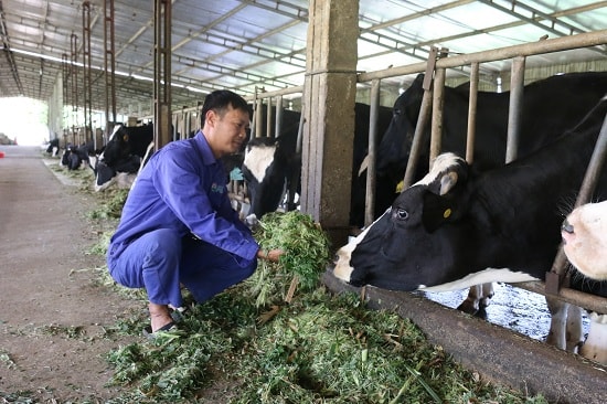 Đàn bò sữa của anh Nội luôn được chăm sóc chu đáo
