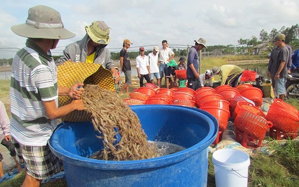 Giá tôm trong nước bị ảnh hưởng bởi xu hướng giá thế giới, hiện đang giảm mạnh do nguồn cung tăng cao.