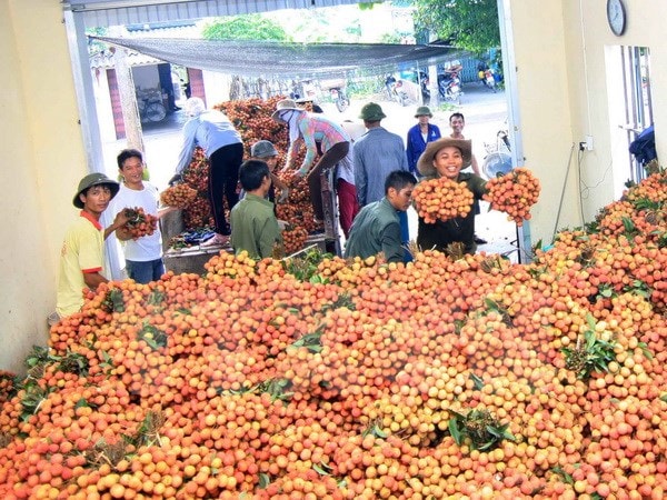 vải Thanh Hà