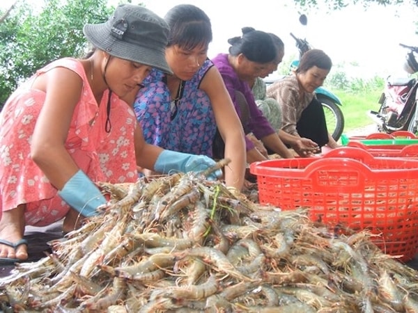 Hiện giá tôm thẻ chân trắng giảm giá từ 10.000-30.000 đồng/kg