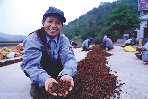 p/Hoa Hồi Văn Quan vào mùa thu hoạch.