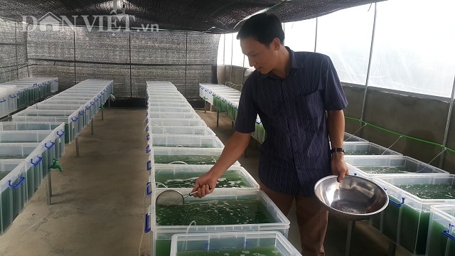 Thầy giáo dạy toán Nguyễn Văn Biên đang đi kiểm tra tốc độ phát triển của tảo xoắn trong các bể nuôi ở khu nhà kính.
