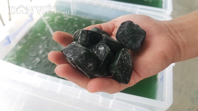 Nhờ trồng tảo xoắn Spirulina mà mỗi tháng anh Biên kiếm thêm được khoảng 10 triệu đồng.