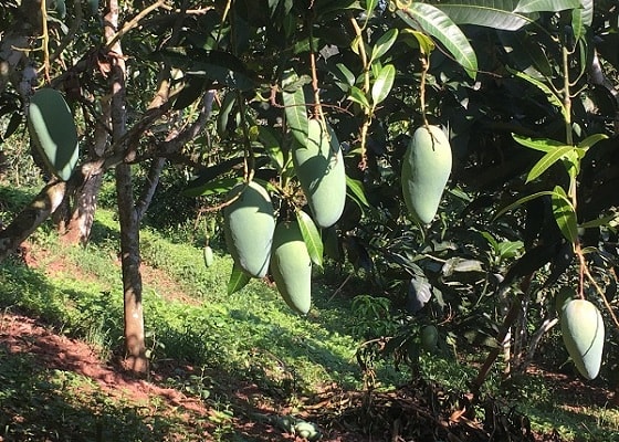 Nhờ cách chăm sóc tốt, vườn xoài của gia đình anh Nam sai trĩu quả
