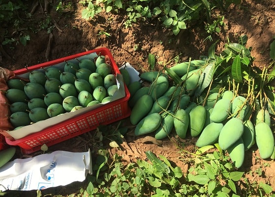 Hiện nay, xoài tượng da xanh được anh Nam bán tại vườn là 25.000 đồng/kg