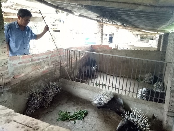 Nhím là loài ăn tạp nên rất dễ nuôi, thức ăn của chúng chủ yếu là củ sắn, ngô, bí và các loại rau rừng...