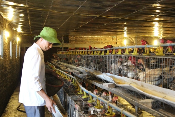 Chăm sóc đàn gà lai Đông Tảo