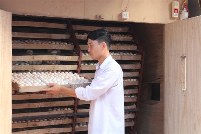 Máy ấp nở trứng gà lai Đông Tảo