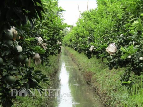 Cam sành trồng dày đặc của ông Hồ Hoàng Vân vẫn cho trái to, mã đẹp.