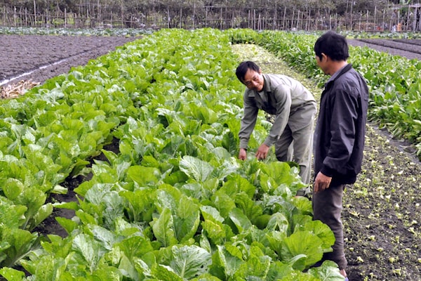 Nông nghiệp là một trong những lĩnh vực đầu tư được nhà đầu tư Việt Nam ưa chuộng.