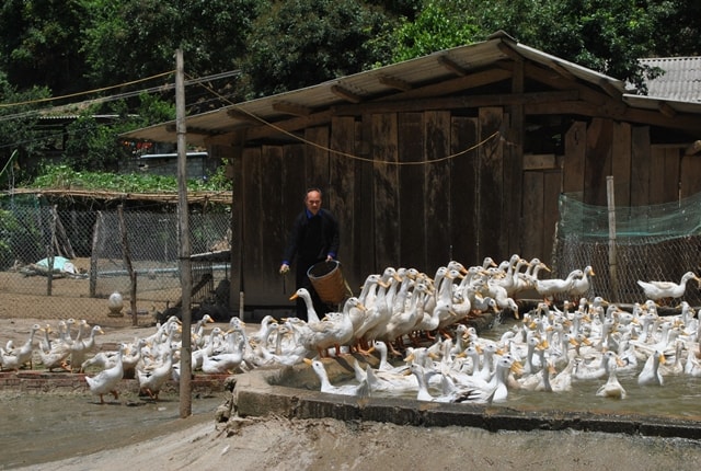 Gia đình ông Sùng A Khua - bản Đề Sủa, xã Lao Chải là mô hình chăn nuôi vịt siêu trứng đầu tiên thành công ở vùng cao Mù Cang Chải.