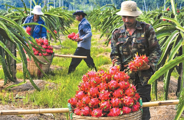 doanh nghiệp Hàn Quốc khá quan tâm đến trái cây tươi Việt Nam