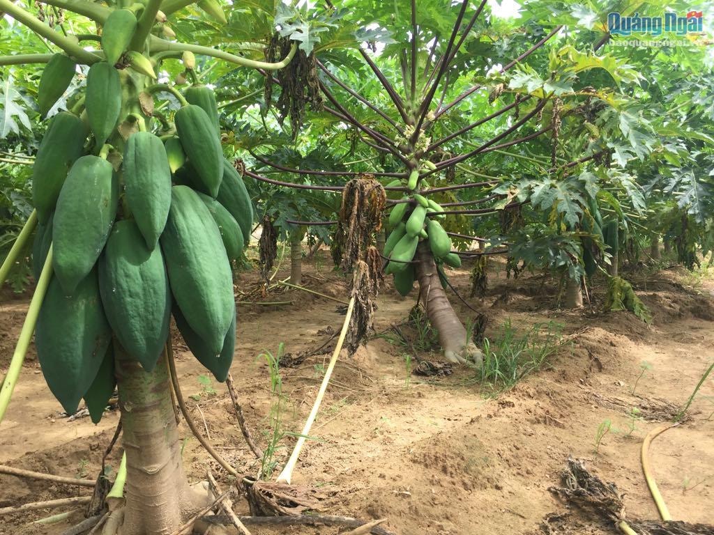 Nhờ bí quyết cắt rễ cọc, để rễ chùm mà những cây đu đủ trong vườn gia đình anh Bảy đậu trái cách gốc chỉ hơn 40 cm.