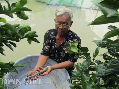 Ao ương nuôi cá tai tượng giống rộng 2.00m2 của gia đình ông Phước, bình quân mỗi năm gia đình có lời 300-400 triệu đồng.