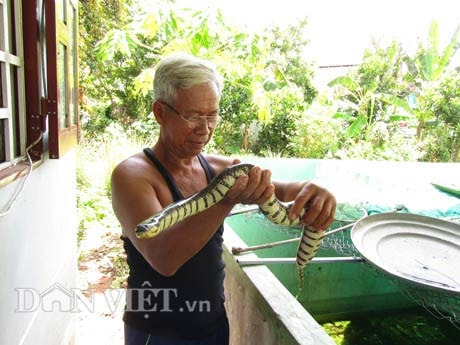 Ông Phước đang nuôi 240 con cá chình trong ao.