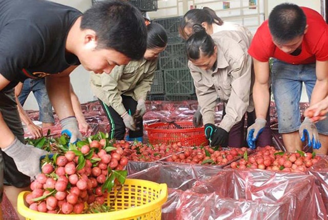 Hơn 30 quốc gia mua trên 87.000 tấn vải thiều Bắc Giang.