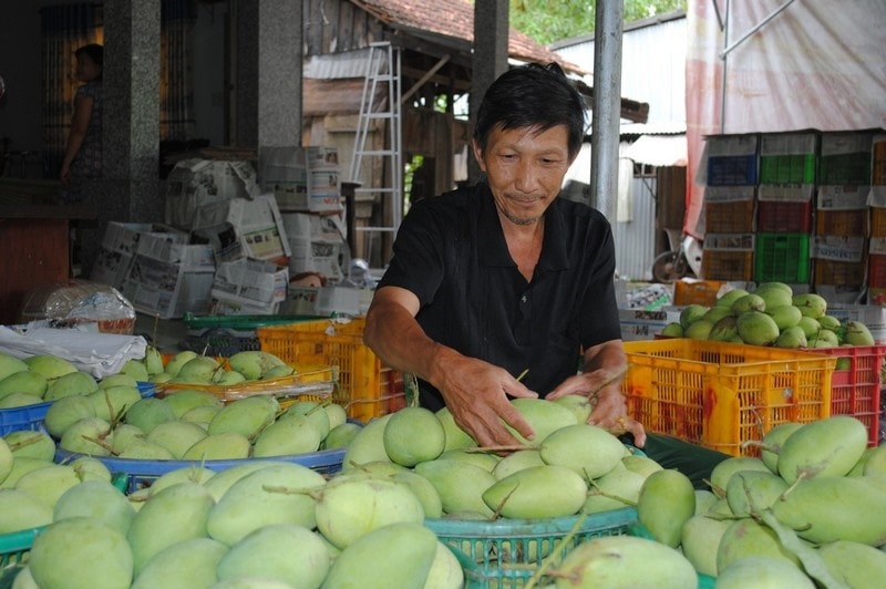 Với việc mở cửa thêm được thị trường Mỹ đã giúp nâng tổng số thị trường xuất khẩu xoài của Việt Nam lên con số 40.