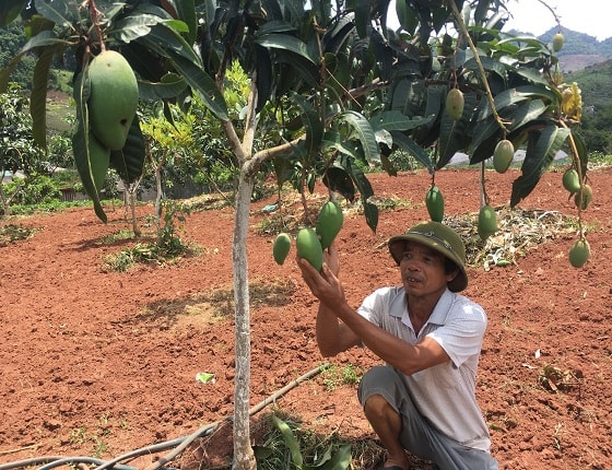 Hàng ngày ông Tiến đều xuống vườn chăm sóc vườn xoài Đài Loan