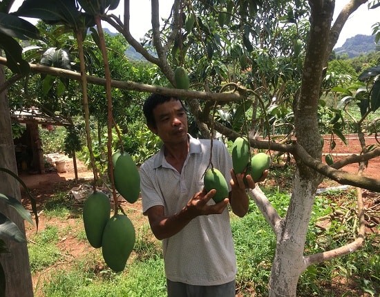 Hiện tại, ông Tiến bán xoài Đài Loan tại vườn với giá 25.000 đồng/kg