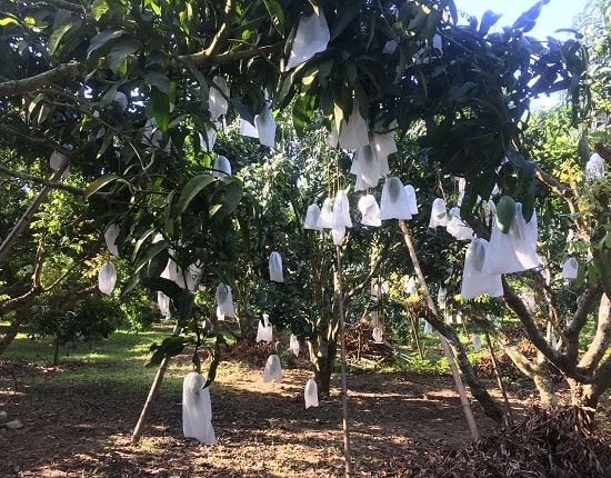 Ông Tiến dùng bao trái để bọc xoài, vừa bảo đảm chất lượng cho vườn xoài vừa tránh bị ruồi vàng đục