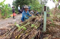 Xăng dầu, mía đường và bệnh “ngửa tay”