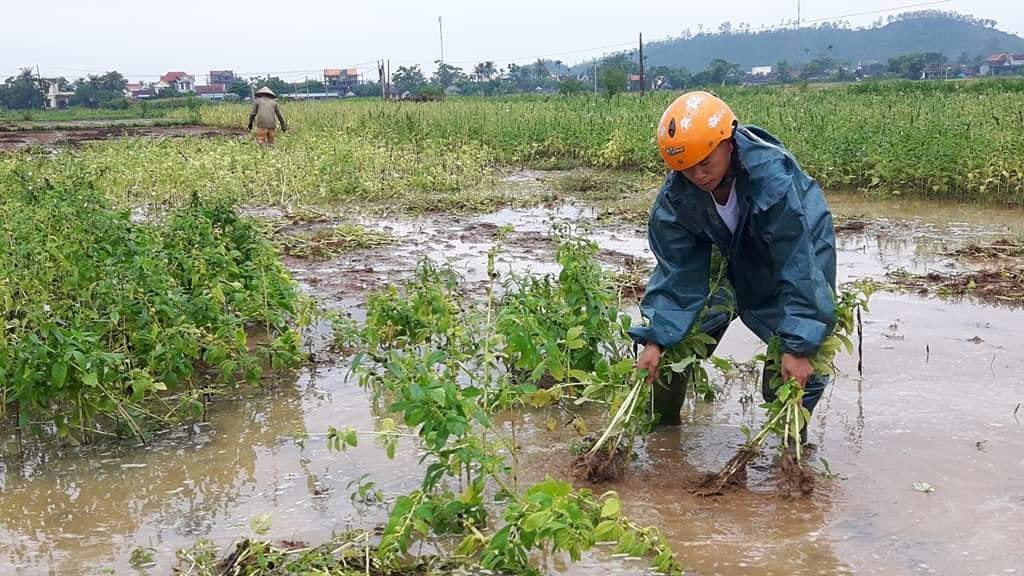 Người dân huyện Quỳnh Lưu, tỉnh Nghệ An tập trung thu hoạch hoa màu sau khi bão số 3 suy yếu thành áp thấp