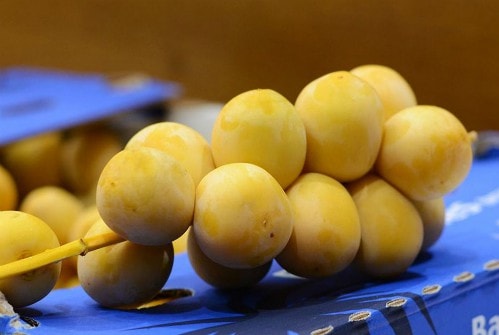 Chà là nguyên cành có giá cao ngất ngưỡng