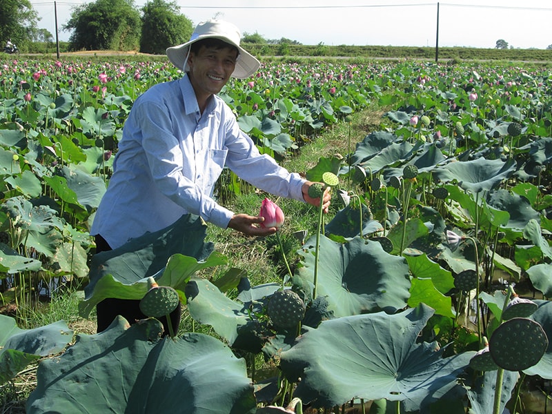 Anh Trần Quốc Quý đang chăm sóc ao sen.