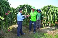 Thanh long xoá đói - làm... giàu