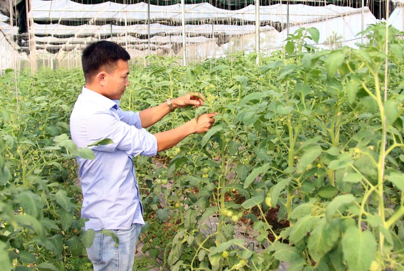 8X Nguyễn Thanh Liêm chăm sóc cà chua trái vụ.