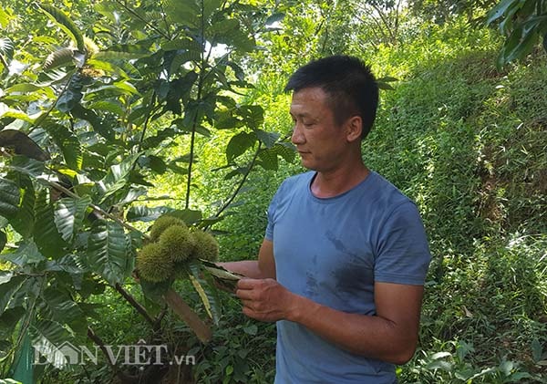Những quả dẻ có vỏ bên ngoài gai chi chít, xù xì nhưng khi lớp vỏ hé ra để lộ những hạt dẻ đen bóng mẩy.