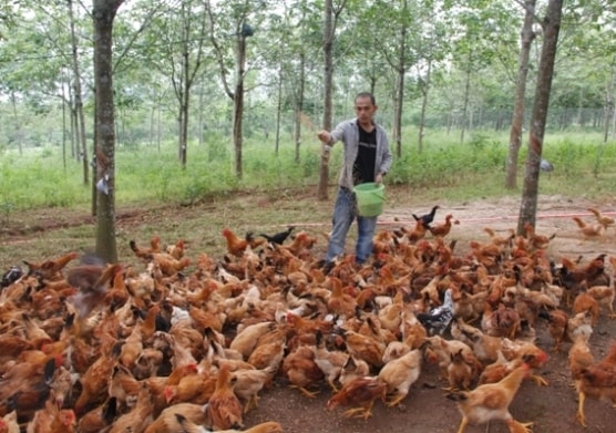 Nuôi gà thả vườn dưới tán rừng cao su ở vùng Cùa giúp anh Phương có thu nhập khá, đồng thời góp phần tạo thương hiệu gà Cùa nức tiếng xa gần. Ảnh: Ngọc Vũ