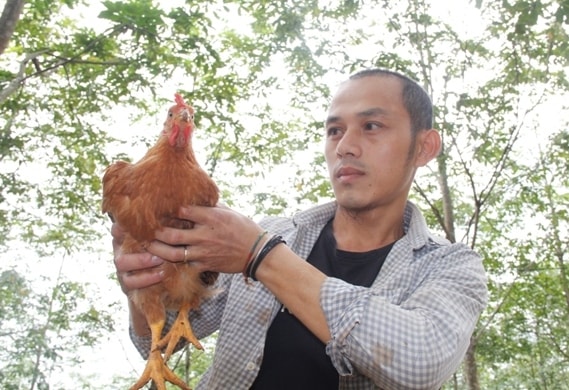 Theo anh Phương, nuôi gà cần tiêm đầy đủ vắc xin, đảm bảo vệ sinh môi trường. Bí quyết của anh Phương là cho gà ăn bả bia giúp thịt săn chắc, thơm ngon và giảm chi phí thức ăn. Ảnh: Ngọc Vũ