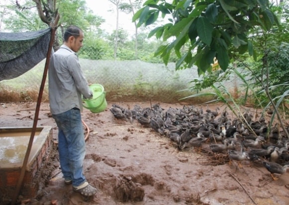 Ngoài nuôi gà thả vườn, anh Phương còn nuôi thêm vịt trời, lợn rừng, trồng tiêu, cao su... nên thu nhập ổn định. Ảnh: Ngọc Vũ