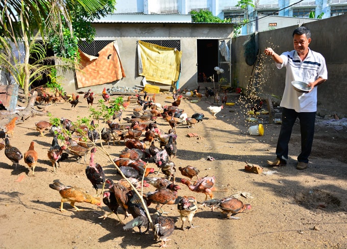 Đàn gà thảo dược của ông Tâm mang lại hiệu quả kinh tế cao. (Ảnh: NQ).