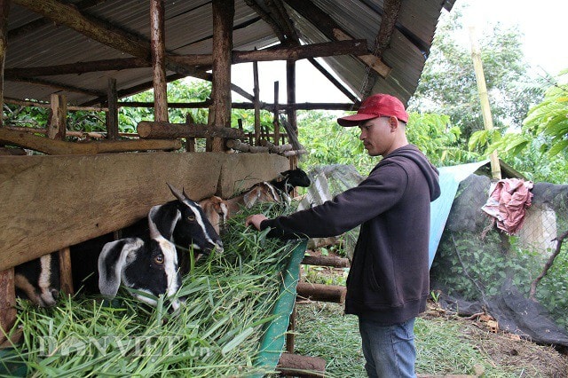 Nông nghiệp thuận tự nhiên là mô hình mà Brooke đang theo đuổi khi từ bỏ mức lương 10 triệu/tháng. Ảnh: Văn Long.