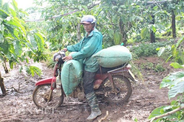 Thức ăn chủ yếu cho dê và heo chủ yếu là cỏ được cắt từ vườn. Ảnh: Văn Long.